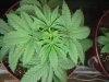 Tomato 003.jpg