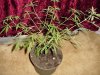 DSC00296.jpg