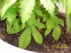 sickleaves.jpg