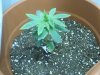 DSCF0571.jpg