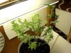Tomato 004.jpg