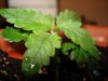 DSC00245.JPG