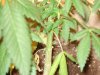 phosepherus deficiency plant one.JPG