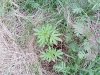 SP_A0315.jpg