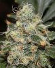 papaya2-day55-3.jpg