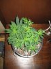 rsz_img_1047.jpg
