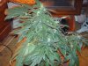 my plant003.jpg