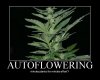 motivator2584435autoflowering.jpg