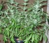 begining week 8 of flowering 012.jpg