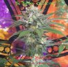 California Hashplant-1.jpg