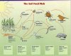 Soil food web.jpg