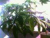 05-20-08_1-40days.jpg