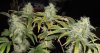 Day_99_Day_65_flower_4.JPG