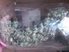 rocky bud 3.jpg