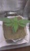 IMAG0236.jpg