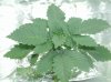 weed plant 2 004.jpg