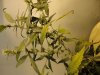 DSC00249.jpg