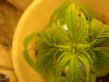 DSC00159.JPG