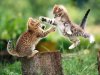 fighting_kittens.jpg