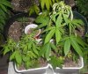 02-17-11 SK clones newly transplanted.jpg