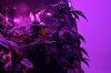 hempstar 002.jpg