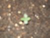 Garden 010.jpg