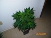 100_1146.jpg