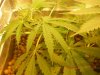 grow pics 22-25-2011 006.jpg