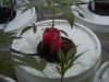 Leaning plant cup001.jpg