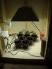 Garden 603.jpg