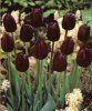 Tulip Queen of Night.jpg