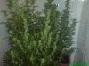 DSC00007.jpg