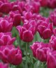 purple-flowers-blossom-pretty.jpg