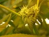 grow pics update 3-4-2011 014.jpg