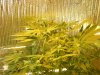 grow pics update 3-4-2011 001.jpg