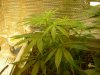 grow pics update 3-4-2011 008.jpg