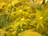 grow pics update 3-4-2011 005.jpg