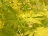 grow pics update 3-4-2011 002.jpg