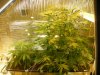 grow pics update 3-4-2011 013.jpg