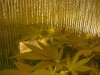 grow pics update 3-4-2011 007.jpg