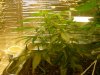 grow pics update 3-4-2011 009.jpg