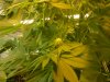 grow pics update 3-4-2011 004.jpg