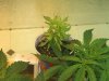last week of veg 004.jpg