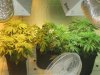last week of veg 010.jpg