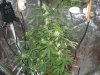 day 52 flowering 002.jpg