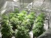 Frist Tent Grow 004.jpg