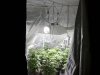 Frist Tent Grow 001.jpg