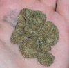 Super Lemon Drop Haze x Purple 2.jpg