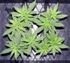 110107 MB 4 way SCROG B.jpg