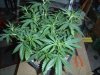 GdG Untied  top view.jpg